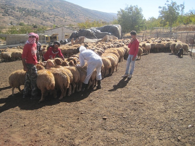 مؤسسة جهاد البناء تواصل حملات تحصين الماشية في 57 بلدة - البقاع مؤسسة جهاد البناء تواصل حملات تحصين الماشية في 57 بلدة - البقاع
